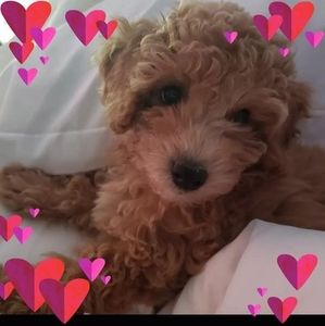 Meet your Posher, Barbara